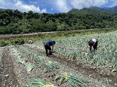 三星鄉蔥農指導大同鄉農友種植蔥苗--將另開視窗看原圖