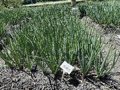 四南地區青蔥健康種苗生育良好--將另開視窗看原圖