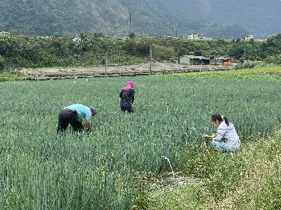 花蓮場團隊及三星農會調查保種圃青蔥病蟲害--將另開視窗看原圖