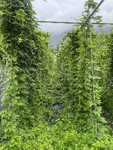 大同鄉南山村二年生啤酒花生長旺盛--將另開視窗看原圖