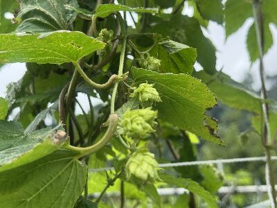 大同鄉南山村啤酒花花苞--將另開視窗看原圖