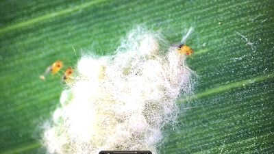 赤眼卵寄生蜂可寄生秋行軍蟲卵(圖片來源:中國文化大學)--將另開視窗看原圖