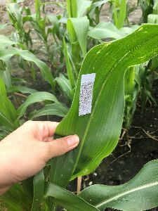 傳統手釘蜂片方式耗時費工--將另開視窗看原圖