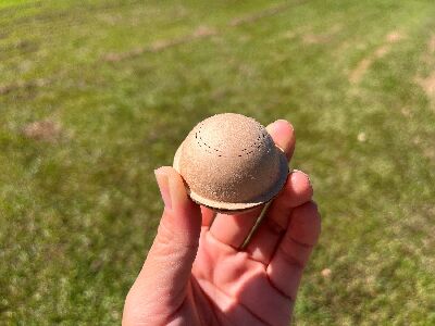 寄生蜂球具有特殊狹縫設計--將另開視窗看原圖