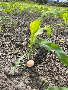 寄生蜂球施放於田區--將另開視窗看原圖