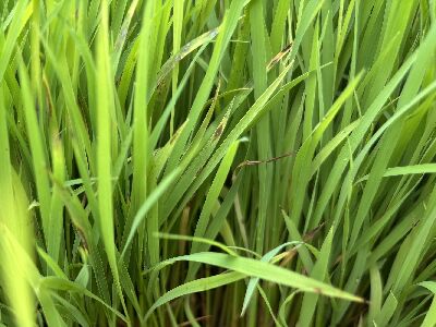 若秧苗於育苗箱中已出現稻熱病病斑，建議勿將染病秧苗種植至本田--將另開視窗看原圖