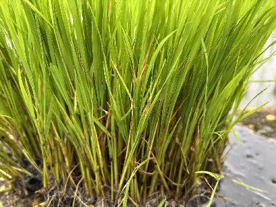 觀察田邊剩餘秧砧監測稻熱病發生情形，若出現病斑，建議盡速移除，本田染病秧苗盡速以核准藥劑進行防治--將另開視窗看原圖