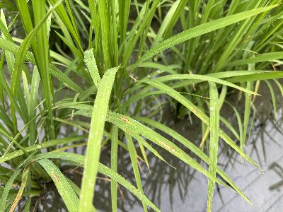 於發現病斑時或於插秧後35日即可開始施藥，避免病害擴散蔓延--將另開視窗看原圖