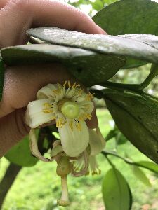 薊馬於文旦柚花上取食，紅框內黑色部分即為薊馬蟲體--將另開視窗看原圖