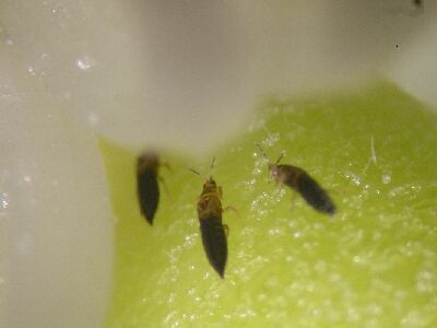 薊馬成蟲--將另開視窗看原圖