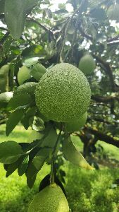 有效控制薊馬危害以保持文旦柚品質--將另開視窗看原圖