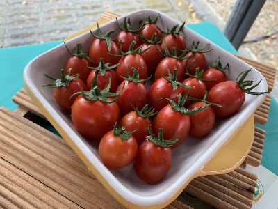 「花蓮24號-友愛」番茄果實展示情形--將另開視窗看原圖