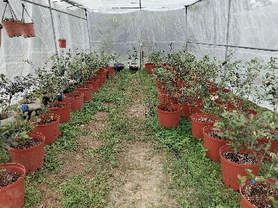 胡劉又齊班長採用簡易設施種植藍莓現況--將另開視窗看原圖