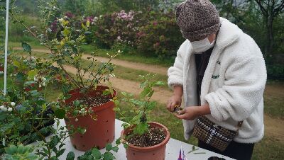 族人認真進行藍莓扦插實作--將另開視窗看原圖