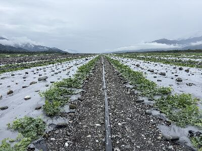 氣溫回升，西瓜植株生長勢旺盛，害蟲活動力及密度亦提升--將另開視窗看原圖