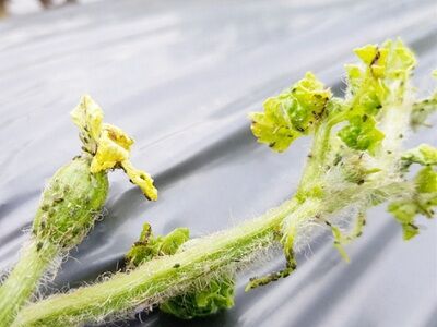 蚜蟲以刺吸式口器取食植物汁液，多聚集於新梢、新葉及花芽處取食--將另開視窗看原圖