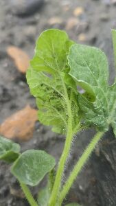 蚜蟲躲藏於葉背取食，受害葉片捲曲--將另開視窗看原圖