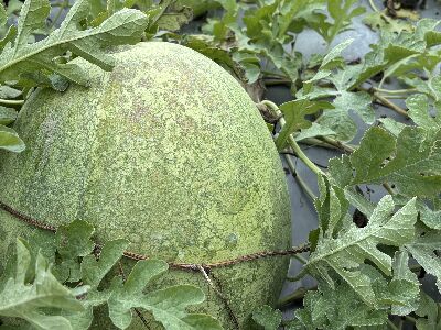 蚜蟲為木瓜輪點病毒病之媒介昆蟲，透過取食行為傳播病毒病--將另開視窗看原圖