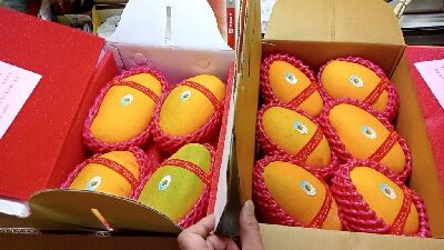 玉溪地區夏雪芒果受惠於玉山純淨水源灌溉，品質優異--將另開視窗看原圖