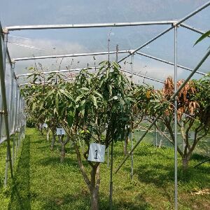 花蓮農改場在原民農友謝尚融的果園進行簡易設施改善芒果著果不良試驗--將另開視窗看原圖