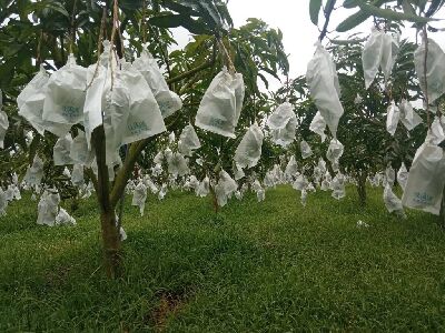 玉溪地區原民農友認真經營，夏雪芒果結實纍纍--將另開視窗看原圖