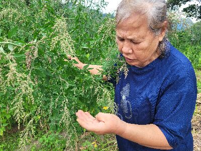 透過田野踏查、訪談與影像紀錄，保存珍貴部落智慧--將另開視窗看原圖