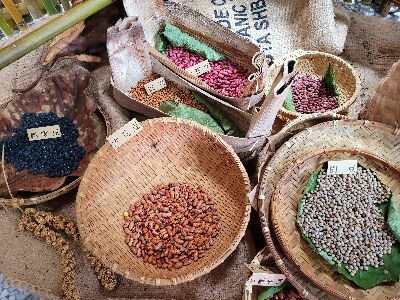 記錄各種傳統作物與植物利用知識，典藏族人世代累積的生活智慧--將另開視窗看原圖