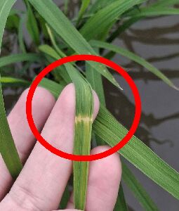 黑椿象取食後稻葉上白色條斑--將另開視窗看原圖