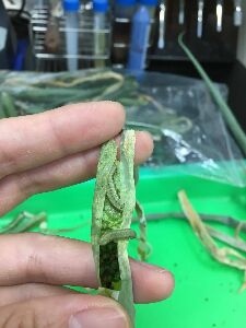 撥開受害蔥管，可見在內部取食葉肉的甜菜夜蛾幼蟲及其蟲糞堆積--將另開視窗看原圖
