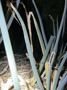 夜間在青蔥田區活動的甜菜夜蛾成蟲--將另開視窗看原圖