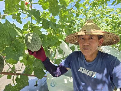 官漢煤班長試種「佩洛斯」，覺得植株生長良好又適合宜蘭露天環境生產--將另開視窗看原圖