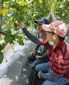 花蓮農改場研究人員與官漢煤班長觀察新品種生育結果情形--將另開視窗看原圖