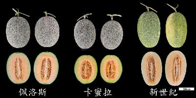 露天試作結果，「佩洛斯」單果較重，產量較高--將另開視窗看原圖