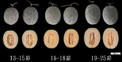 數年試驗調查結果，提高留果節位至16-18節，可提高產量10%以上，且不影響糖度--將另開視窗看原圖