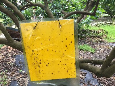 懸掛黃色黏紙，除可誘殺雌雄成蟲外，亦可作為監測密度之用--將另開視窗看原圖