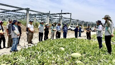 雞糞加工肥料種出西瓜品質良好--將另開視窗看原圖