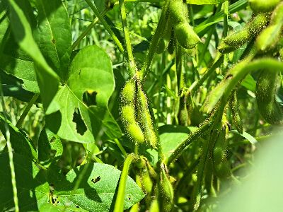 大豆新品種｀蘭陽1號’於綠莢成熟期充實飽滿的樣態--將另開視窗看原圖