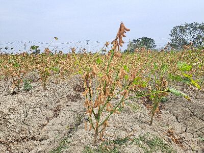 大豆新品種｀蘭陽1號’成熟期莢果脫水快速--將另開視窗看原圖