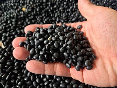 大豆新品種｀蘭陽1號’為小粒種黃仁黑豆，粒型屬扁橢圓形--將另開視窗看原圖