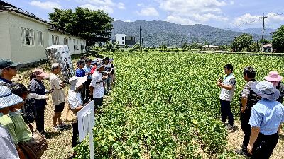 花改場陳緯宸助理研究員於田間進行大豆新品種｀蘭陽1號’特性解說--將另開視窗看原圖
