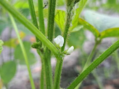 大豆新品種｀蘭陽1號’花色為白色--將另開視窗看原圖