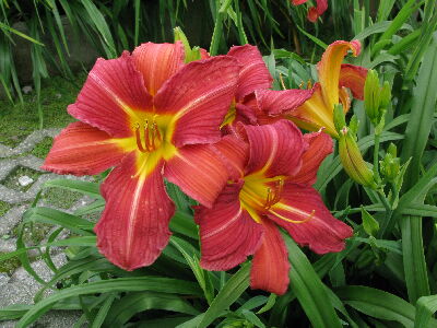 萱草「花蓮2號–豔紅佳人」--將另開視窗看原圖