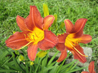 萱草「花蓮4號–俏佳人」--將另開視窗看原圖