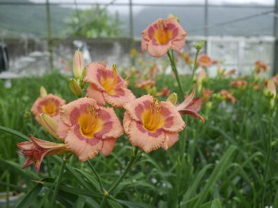 萱草「花蓮6號–橘之樂」--將另開視窗看原圖