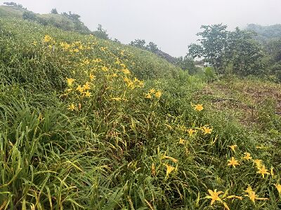 萱草「花蓮7號」已非專屬授權於富里農會--將另開視窗看原圖
