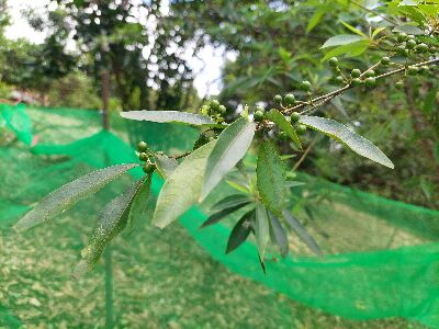 秀林鄉農友技轉栽培成效良好，山胡椒果樹結實纍纍--將另開視窗看原圖