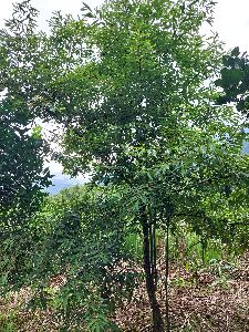 技轉山胡椒苗適應當地氣候與土壤，植株生長狀況良好--將另開視窗看原圖