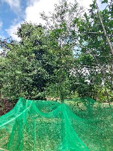 農民架設防落網，準備進行山胡椒自主採種作業--將另開視窗看原圖