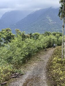 秀林鄉銅門村的山區已可見一片山胡椒樹林--將另開視窗看原圖