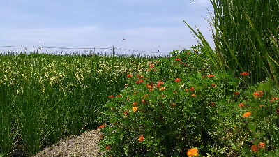 生態豐富的有機栽培示範田區隨處可見蜻蜓飛舞--將另開視窗看原圖